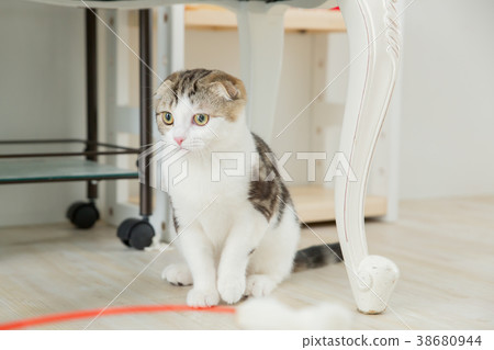 Cat playing in the room 38680944