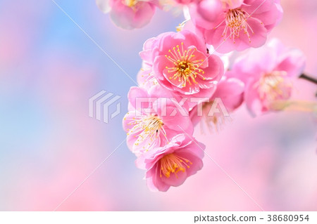 Dangling plum (red plum) (N) 38680954