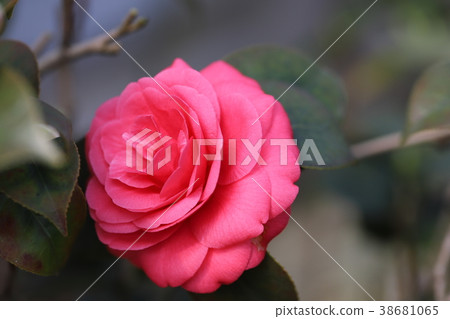 Camellia flower 38681065