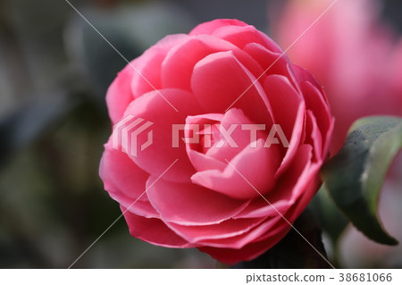 山茶花 山茶花 38681066