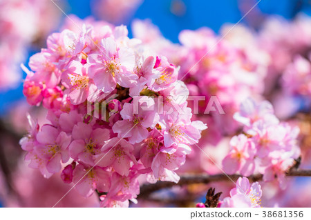 河津櫻花盛開 38681356