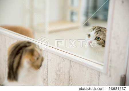 貓在鏡子前玩 38681387