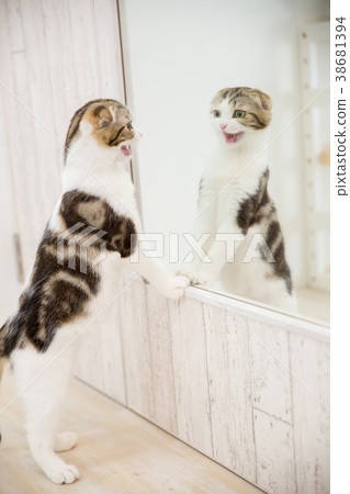Cat playing in front of a mirror Cat playing in front of a mirror 38681394