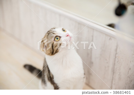 Cat playing in front of a mirror 38681401