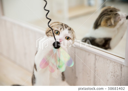 貓在鏡子前玩 38681402