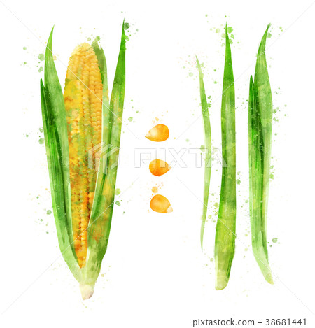 Corn on white background. Watercolor illustration 38681441