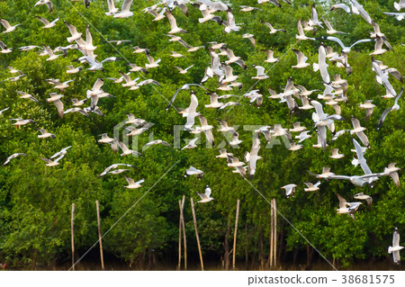 Group of seagulls flying over Bangpu sea Group of seagulls flying over Bangpu sea 38681575