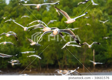 Group of seagulls flying over Bangpu sea Group of seagulls flying over Bangpu sea 38681576