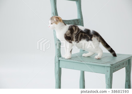 Cat playing in the room Cat playing in the room 38681593