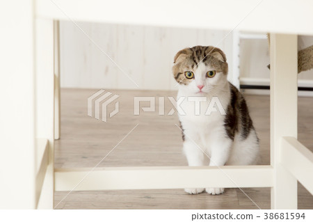貓在房間裡玩 貓在房間裡玩 38681594