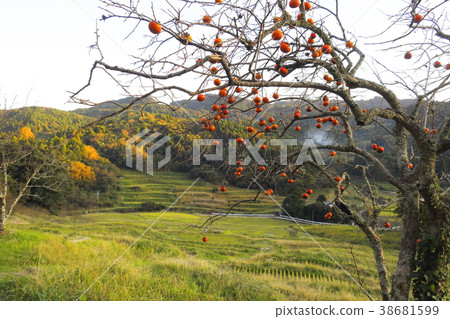 秋季水稻梯田 秋季水稻梯田 38681599