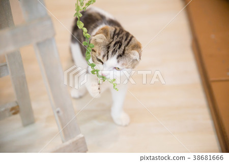 Cat playing in the room Cat playing in the room 38681666