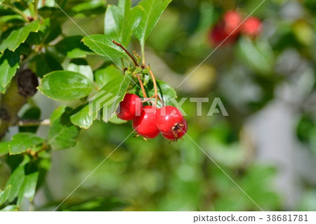 Hawthorn fruit Hawthorn fruit 38681781