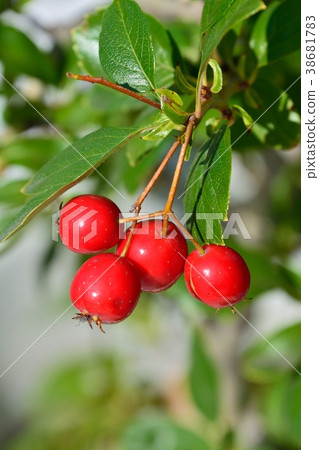 山楂果 山楂果 38681783