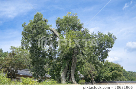 Chungnam, Chungnam 38681966