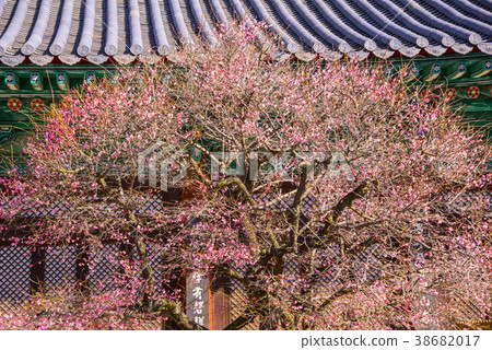 Tongdosa, Yangsan, Gyeongnam 38682017