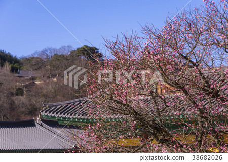 Tongdosa, Yangsan, Gyeongnam 38682026