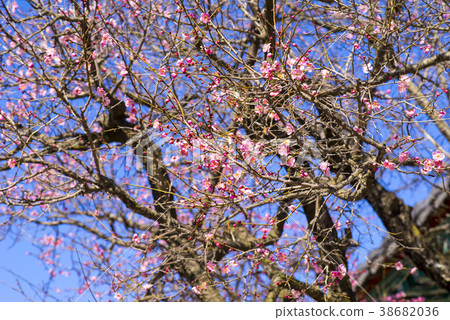 Tongdosa, Yangsan, Gyeongnam Tongdosa, Yangsan, Gyeongnam 38682036