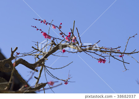 Tongdosa, Yangsan, Gyeongnam Tongdosa, Yangsan, Gyeongnam 38682037