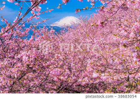 Kawazu cherry tree in full bloom and Mt. Fuji 38683054