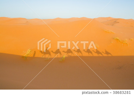 camel camel 38683281