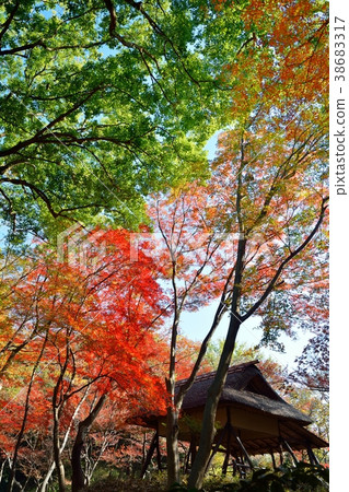 Autumn leaves at Rikugien Garden 38683317