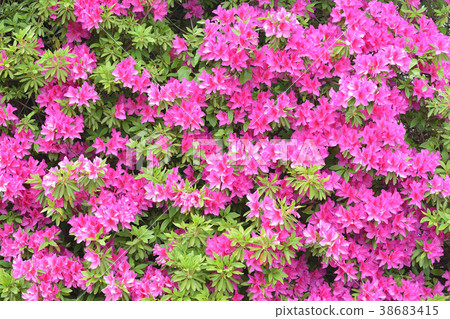 杜鵑花的花 杜鵑花的花 38683415
