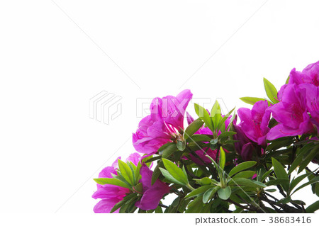 杜鵑花的花 杜鵑花的花 38683416