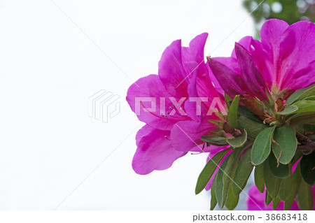 杜鵑花的花 杜鵑花的花 38683418