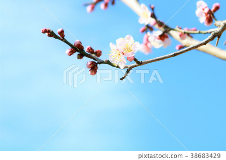 清爽的藍天和梅花 38683429