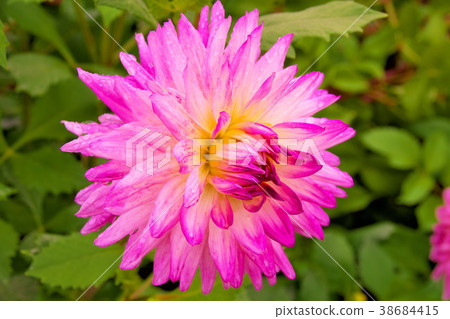 Dariya flower rain Dariya flower rain 38684415