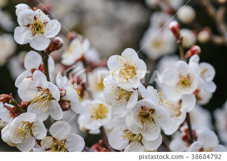 白梅花梅花 白梅花梅花 38684792