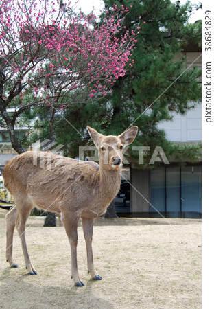 日本風景桃紅色花和鹿 38684829