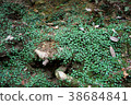 Small plant in deep forest 38684841