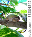 Tree frog sleeping on a branch 38684842