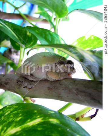 Tree frog sleeping on a branch Tree frog sleeping on a branch 38684842