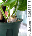 Frog, take a break in a flowerpot 38684843