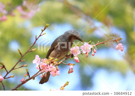 Pink Kawazu cherry blossoms and bulbuls 38684912