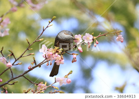 Pink Kawazu cherry blossoms and bulbuls 38684913