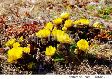 Fukutsugusa Spring Fukutsugusa Spring 38685298
