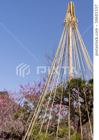 Early Spring Plum Festival 38685337