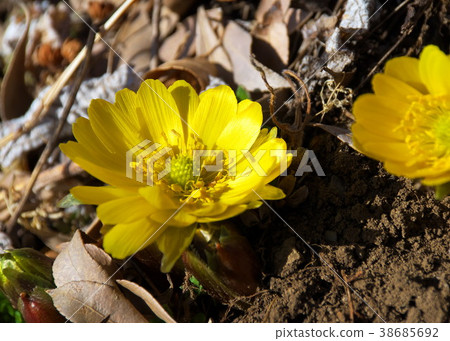 Fukutsugusa Spring Fukutsugusa Spring 38685692