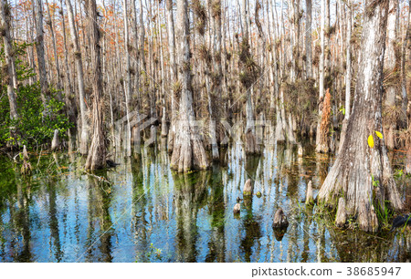 Forest in Everglades Forest in Everglades 38685947