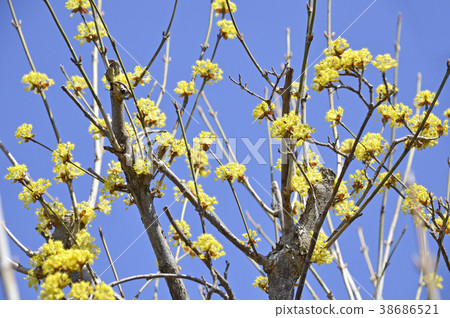 Sanshuyu (Yamushi) 38686521