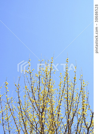 Sanshuyu (Yamushi) 38686528