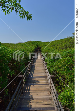 水筆仔,步道,濕地,休閒,旅遊,海濱植物,臺灣,新竹,十七公里海岸風景區,新豐紅樹林生態保護區,植物 38686598