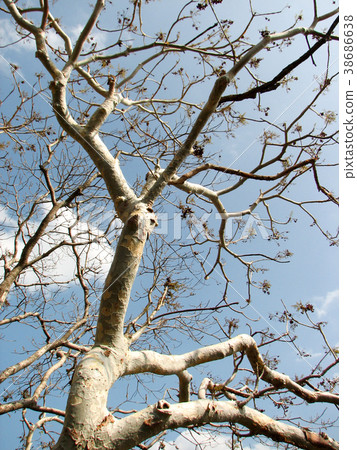 Trees Without Leaf With Branch 38686638