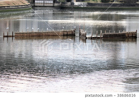 White fish fishing 38686816