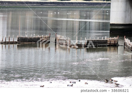 White fish fishing 38686821