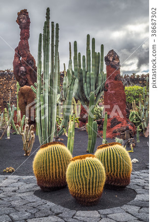 Cactuses in the Cactus garden, Lanzarote 38687302